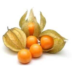 Physalis